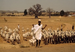 ouilavie:  Bruno Barbey. Nigeria. Near Jos. A Fulani shepherd. 