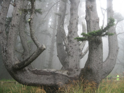 atlasobscura:  OCTOPUS TREE OF OREGON  -OCEANSIDE, OREGON  Located at the Cape Meares State Scenic Viewpoint, the oddly-shaped, and even more oddly-named Octopus Tree of Oregon is a massive oddity, the origins of which are uncertain.  