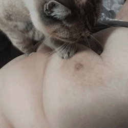 peachybbw:my cat is gay