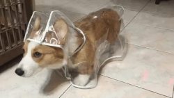 cyb3rian-punkchestra:  domesticlesbiansuggestion: are you the wife who buys your puppy a raincoat or the wife who comes home in exasperation to see the rainy day couture dog  I’m the neighbor who sits on the porch on rainy days so I can enjoy the rainy