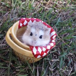 cutepetclub:  From @2.hopping.hammys: “Cheese the hamster” #cutepetclub [source: http://ift.tt/1oqzpwK ]