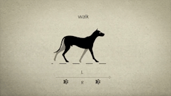 fieldbears:  candiikismet:  gif87a-com: Animal Gaits for Animators by Stephen Cunnane  This is so amazing   Fascinating to stare at for several consecutive minutes 