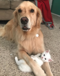 rosswoodpark:  disgustinganimals:  catsbeaversandducks:  Mojito The Therapy Dog And Skywalker The Deaf Kitten Best friends! Photos by ©mojito_rose  we gave your pet a pet so he could pet while you pet   @girlfriendsofthegalaxy  