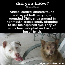 did-you-kno:  Animal control officers found a stray pit bull carrying a wounded Chihuahua around in her mouth, occasionally stopping to lick his ruptured eye. They’ve since been adopted and remain best friends. Source