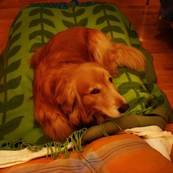 #dog #cachito #bed #cute ! Haciéndose el víctima después de regalarlo por estar arriba de la cama