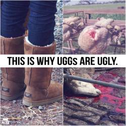 fighttoflyfighttowin:  dear-faustus:  colt-kun:  kathtea:  earthschild:  greenvegansara:  peta2:  Sheep used for wool are CASTRATED without painkillers, tails CHOPPED off &amp; throats slit, just for a pair of UGG Australia boots, a wool sweater, or