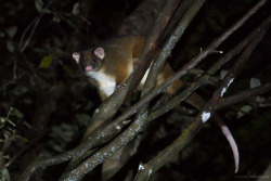 clusterpod:  Ringtail Possum, Pseudocheirus peregrinus  Julius River, Tarkine, Tasmania