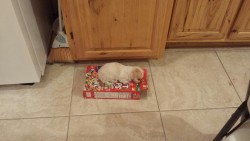 disgustinganimals:  that-flighty-temptress-adventure:  sHES TOO LITTLE TO EVEN DENT THE FREAKING EMPTY FRUIT LOOPS BOX BY SLEEPING ON TOP OF IT SHE IS 1 POUND OF PURE FLUFF JESUS CHRIST MY HEART CAN’T TAKE IT  spooky ghost dog please leave this hallowed