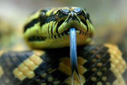 snake-lovers:  Carpet Python by WabbyTwaxx on Flickr.