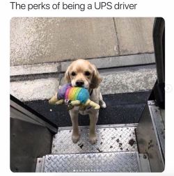 babyanimalgifs:A dream.You can follow @ups-dogs on Tumblr for more of these posts