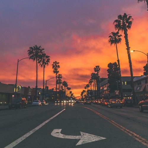 sunset palm tree | Tumblr