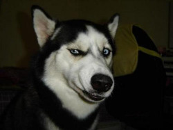 southparkwerewolf:  dogb0y:  Huskies make the best faces  I want a husky 