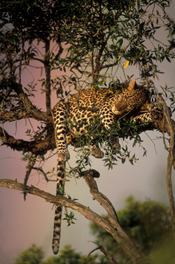    Kenya, Masai Mara Game Reserve, Adult Adolescent Male Leopard (Panthera pardus) sleeping in tree by rainbow by Paul Souders 