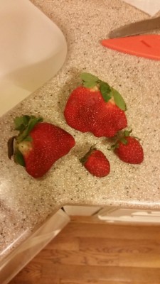 delcaatty:Look how tiny these little strawbs are!!!!!!  cool mutant strawberries