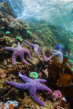 thelovelyseas:    Purple Sea stars along with Green Surf Anemones and small Plumose Anemones enjoying the surge in the shallows. Browning Pass, Port Hardy BC Canada by Scott Stevenson   