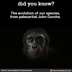 did-you-kno:  The evolution of our species, from paleoartist John Gurche.  Source