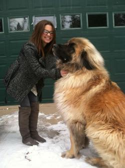 jsantagato:  death-by-lulz:  Meet Simba. He’s a Leonberger I WANNA PET THE SIMBA WANNA HUG THE SIMBA WANNA POSSIBLY RIDE SIMBA INTO BATTLE. LOOK AT THAT FACE. SIMBA IS READY. “COME MY HUMAN. WE RIDE AT DAWN”  This is my dream