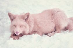 awwww-cute:  This is Miko, a champagne pink fox 