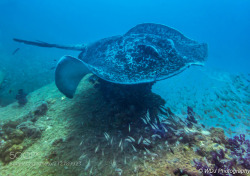 socialfoto:Marble Ray Marble Ray surveys his domain on the wreck of the SS Yongala, Townsville, QLD by djwest
