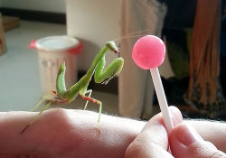 painted-bees:  Penh was eyeing up my lollipop something fierce.  Expecting her to be repelled by it, I let her check it out.She wiggled her antennae all over it before shoving her face right into it with the fervor of a five-year-old sugar addict. Sean