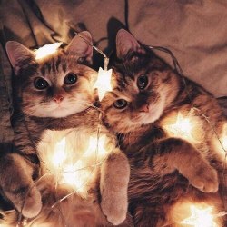 cutencats:Just photo @cutencats