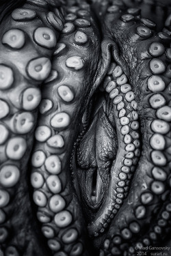 vladgans:  Octopussy 