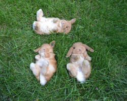 wintrify:  soilfae:  bunny friends looking at the sky together   this is the cutest thing my heart is melting 
