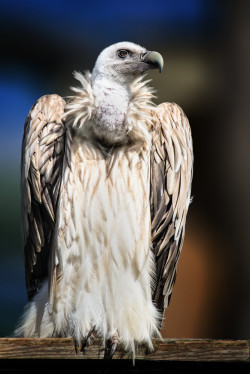 llbwwb:   (via 500px / Griffon Vulture (Gyps fulvus) by Jean-Claude Sch.) 