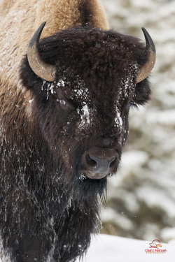 jaws-and-claws:  Face to Face with Bison by Glatz Nature Photography on Flickr. 