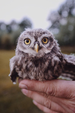 lsleofskye:  Saving baby owls with the owl master