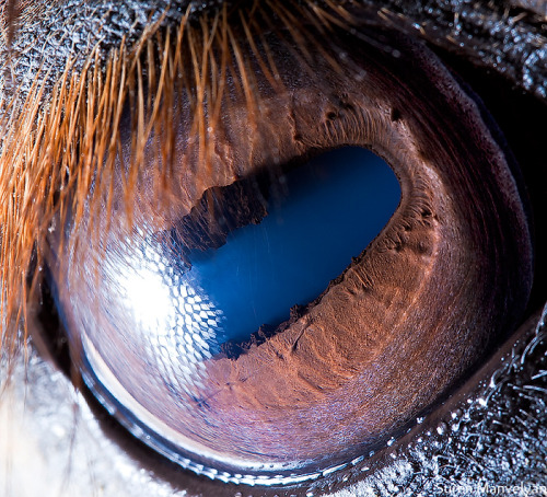 Horse’s eyehttps://painted-face.com/