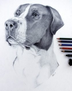lyfeillustration:  lyfeillustration:  I was commissioned to do a portrait of Dinky the Great Dane by his dad Ron.Don’t know who Dinky is? He’s the Great Dane throwing an adorable tantrum at Ron for not getting “lovies” ;] See it ~here~  totally