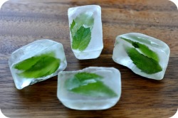 thecakebar:  Mint Ice Cubes Tutorial I think the best usage of this is on a pitcher of Mojitos (for decorative purposes only because in order to get a really good mint flavor on mojitos you have to mash the leaves in sugar, lime first)
