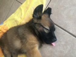kodalinarry:  Apparently, tongue out is the best way to sleep.
