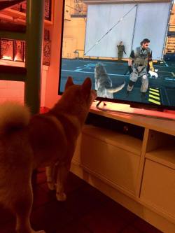 hiddenboss:  I thought it was just D Dog but Dash is just as obsessed with Dogmeat 