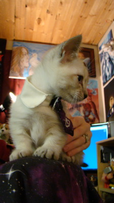 thevvioletprince:  identitypollution:  We just made Cecil (our Munchkin kitten) a new collar with a little tie!  headcanon Cecil 