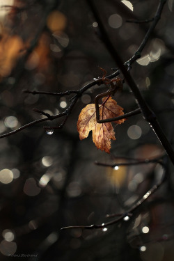 chasingrainbowsforever:    Automne ~ By Bertrand HANS on Flickr.    