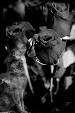 blackwork:  &ldquo;Black Rose&rdquo; |By David CM - Blackwork 