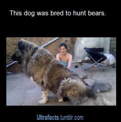 ultrafacts:  littlescooter52:  ultrafacts:  For more posts like this, follow Ultrafacts (Source)  I still need to know what dog this is  It is the Caucasian Shepherd Dog aka Russian Bear Dog. This picture below is just a PUPPY.  