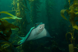 libutron:  Bat Ray | ©divindk   (Channel Islands National Park, California, US) Myliobatis californica (Myliobatidae), better known as Bat Ray or Bat Eagle Ray, is commonly found in sandy and muddy bays and sloughs, also on rocky bottom and in kelp