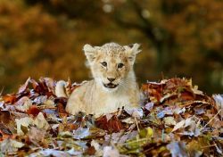 grrlyman:  Lion cub playing in leaves 