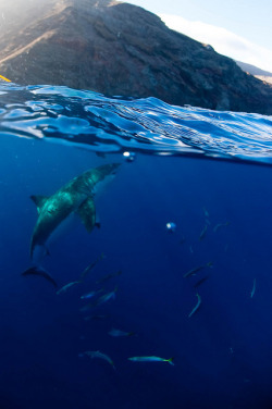 the-shark-blog:  guadalupe (22 of 103).jpg by jmoskito 