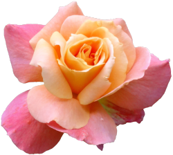 transparent-flowers:  Rosaceae Rosa. (x). 