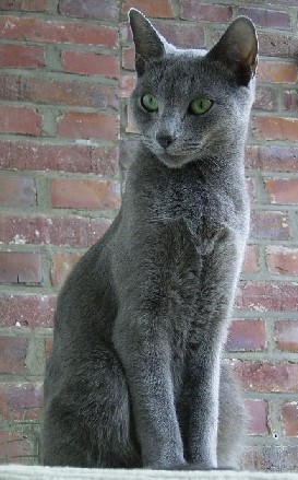 Male russian blue cat