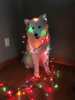 It time to be a festive doggo time of year!