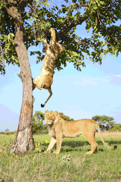 izzeibean:  wittythewolf:  string-meese:   vieratheartist:  caffeinatedfeminist:  magicalnaturetour:  Lion Gets Stuck In A Tree Before His Brother Helps Him Down. All photos by Carters News via The Huffington Post ~ Please click through to see the gif