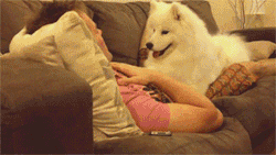 fortheloveofplur:  eyylmao:  maskedlink:  HE IS ASKED TO COME CLOSE AND SNUGGLE AND HE IS SO HAPPY TO  I WILL CRY  wow dogs 