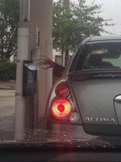 sft425:  taco-bell-rey:  who caught me at the atm?  @anaisalicious 