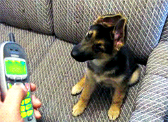 mynewpuppypic:  That’s a strange bark! What’s going on with those ears?