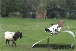 togifs:  Goats Have Fun on a Flexible Sheet of Steel [video] 